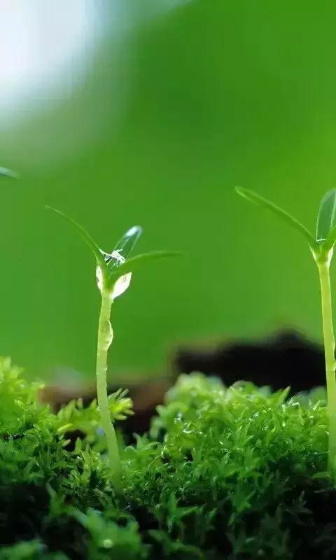 你好，春天